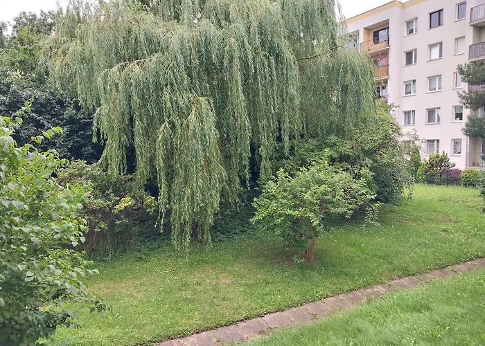 Willow